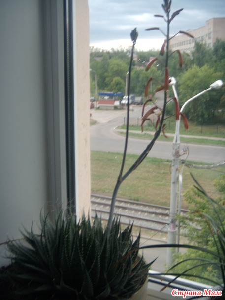 Хавортия