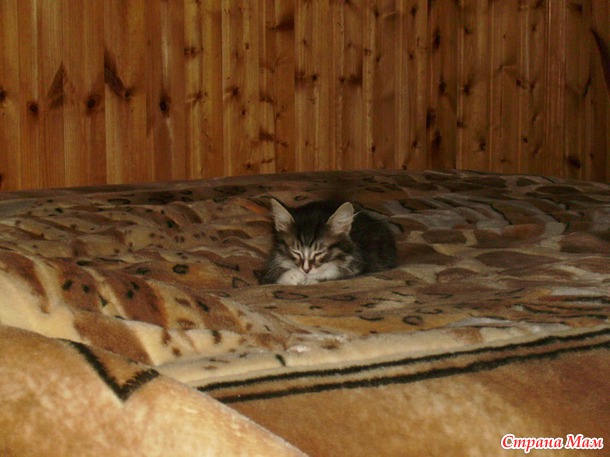 Наш любимый Степка нас покинул...