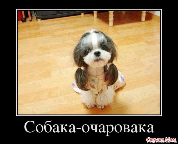 Игра. Собака-улыбака.