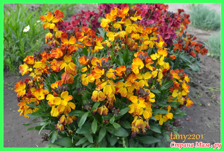 Лакфиоль посадка и уход в открытом грунте. Цветок хейрантус. Лакфиоль многолетний. Лакфиоль и годеция. Лакфиоль хейрантус.