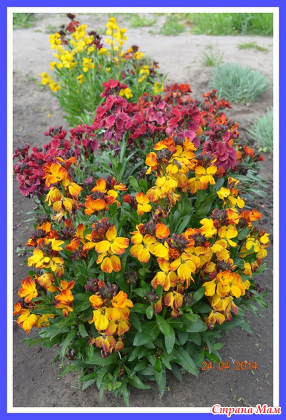 Цветок хейрантус. Хейрантус чери парижский. Лакфиоль. Лакфиоль фото цветов на клумбе. Лакфиоль снежная королева.