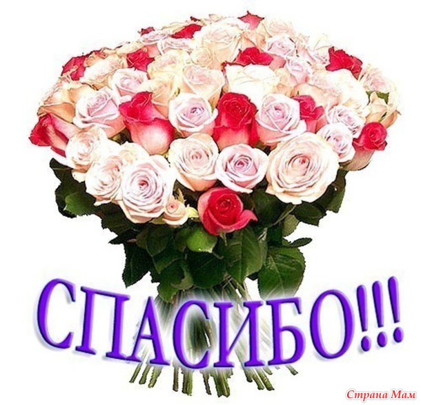 Слон № 19. Отчет