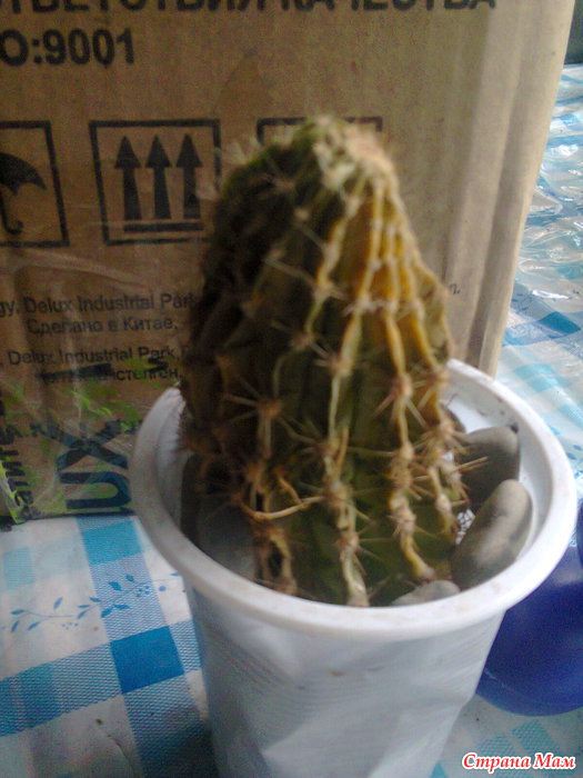 Кактус гимнокалициум гниет. Как спасти сгнивший кактус. Как спасти сгнивший кактус. Кактус гимнокалициум вянет. Болезни кактусов фитофтороз.