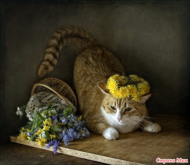 Мяу-изящество. Любителям КотЭ )))