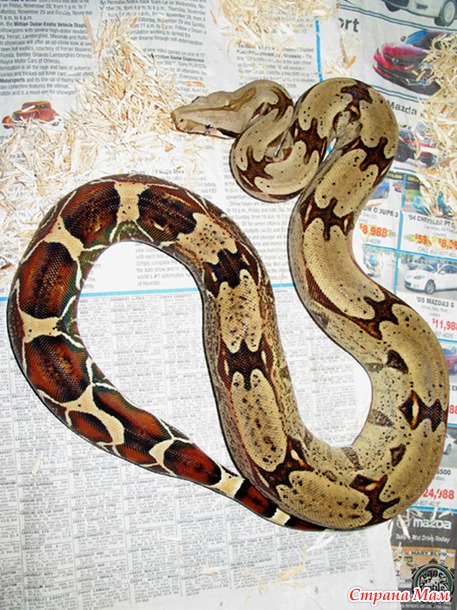 Обзор локалитетов Boa constrictor constrictor