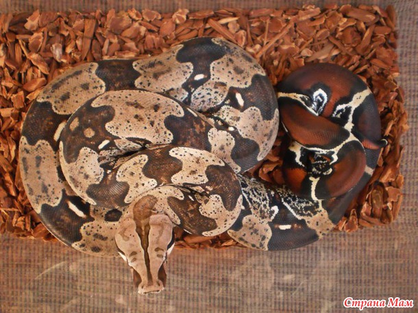 Обзор локалитетов Boa constrictor constrictor