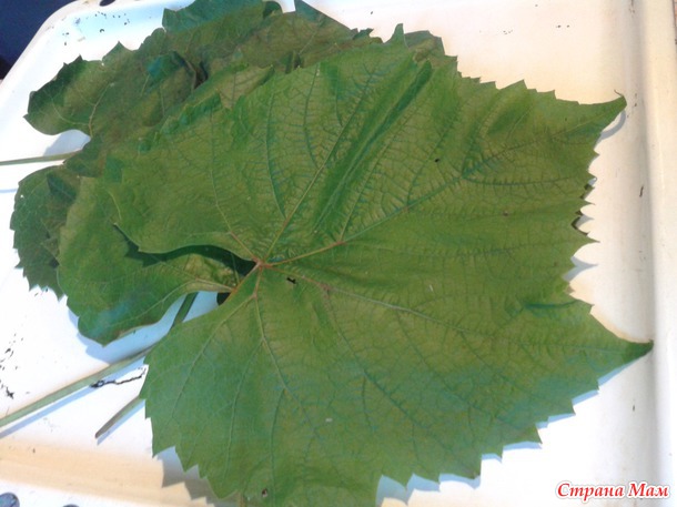 ������� �� ���������. ������� � ����������� �������. (��� timo4ka1208)