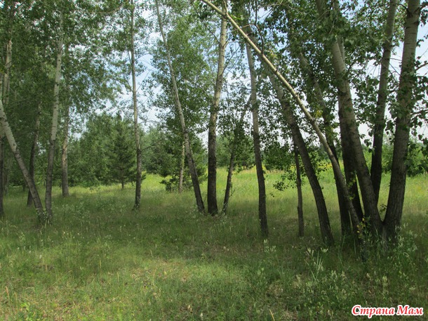 Жара, жара...