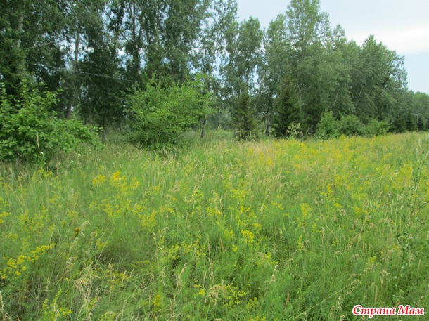 Жара, жара...