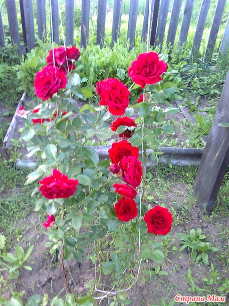 А вот и наше северное лето