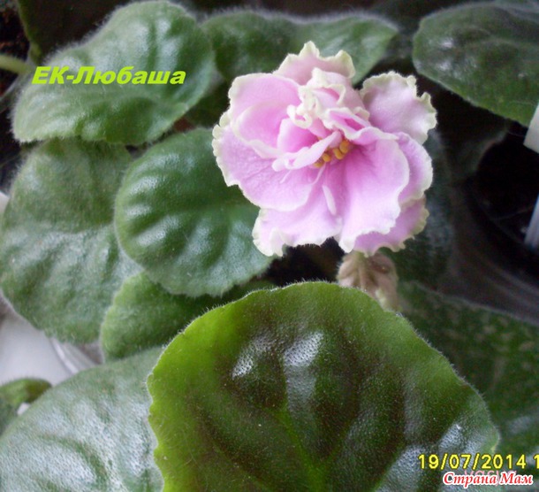 Мои новенькие фиалочки, вернее первое цветение моих подопечных :)