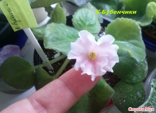 Мои новенькие фиалочки, вернее первое цветение моих подопечных :)