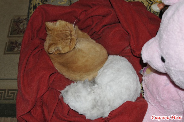 Котэ и гнездо