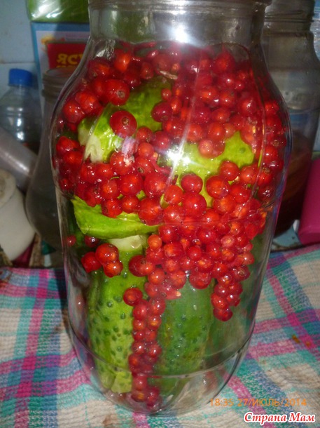 Огурцы с красной смородиной.