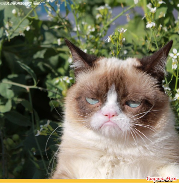 Grumpy Cat    