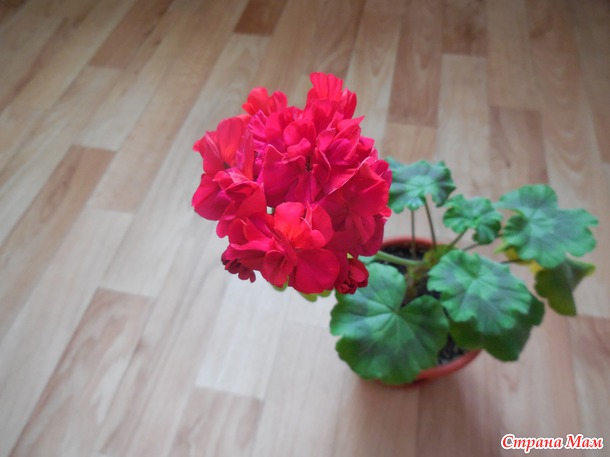 Цветут мои цветочки