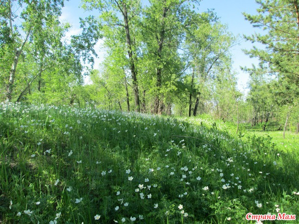 15 июня. Прогулка по городу