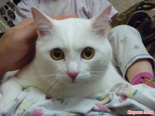 Белый котик ищет дом
