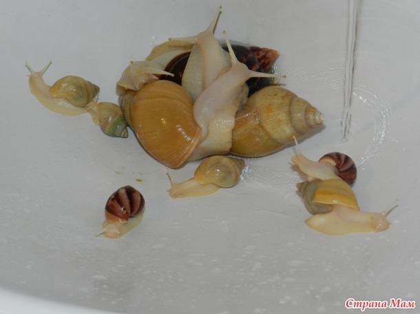 Улички наши)))