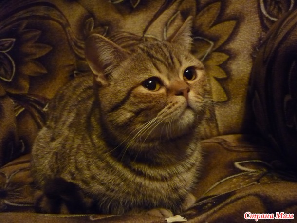 Мой котик