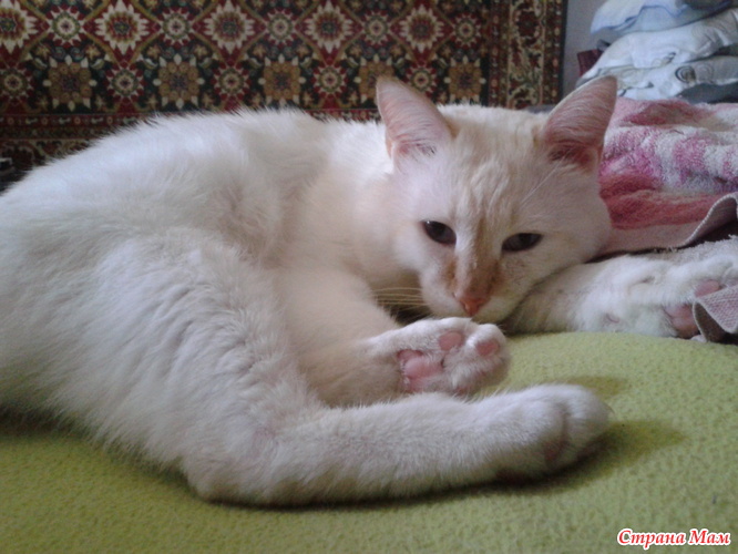 Как вылечить подкожного клеща? - Любители животных - Страна Мам