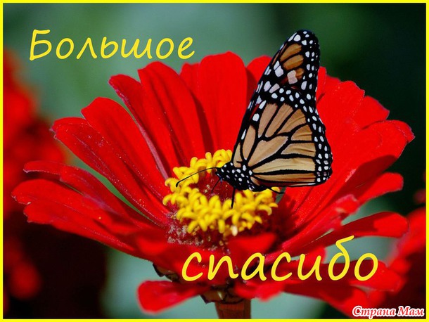 Норка хомяка.