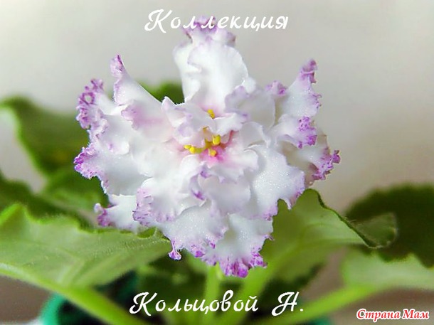 Очередной хвастик