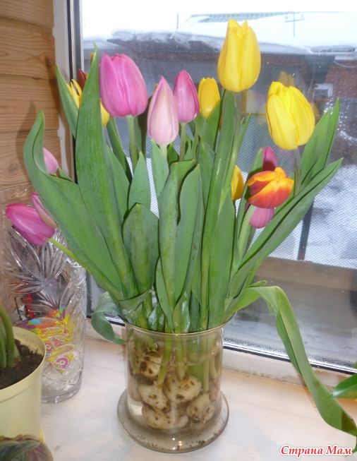 Цветы тюльпанов с луковицами что делать. Тюльпан букетный луковицы. Тюльпаны в вазе с луковицей. N.kmgfy c kerjdbwt d DFPT. Луковица тюльпана.