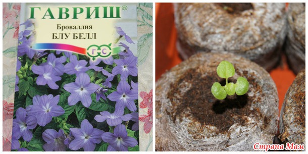 Мои растишки
