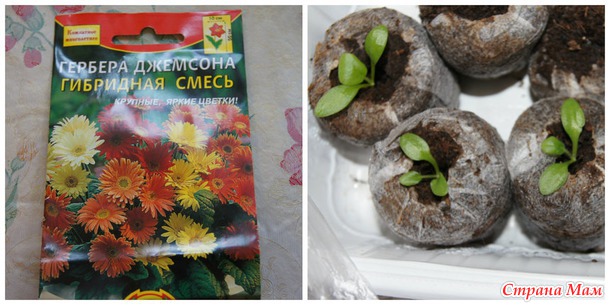 Мои растишки