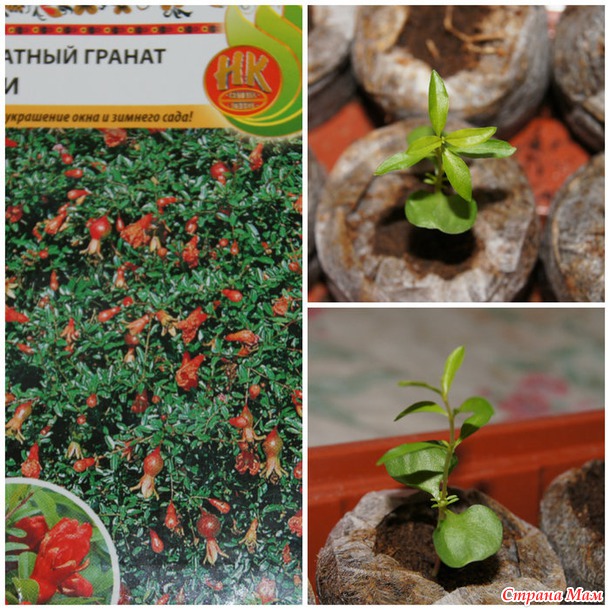 Мои растишки