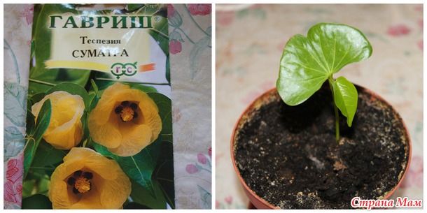 Мои растишки