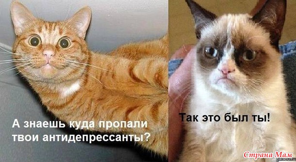 Самый сердитый кот