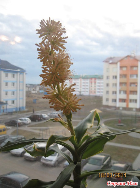 У меня зацвела драцена... Дополнила новыми фото
