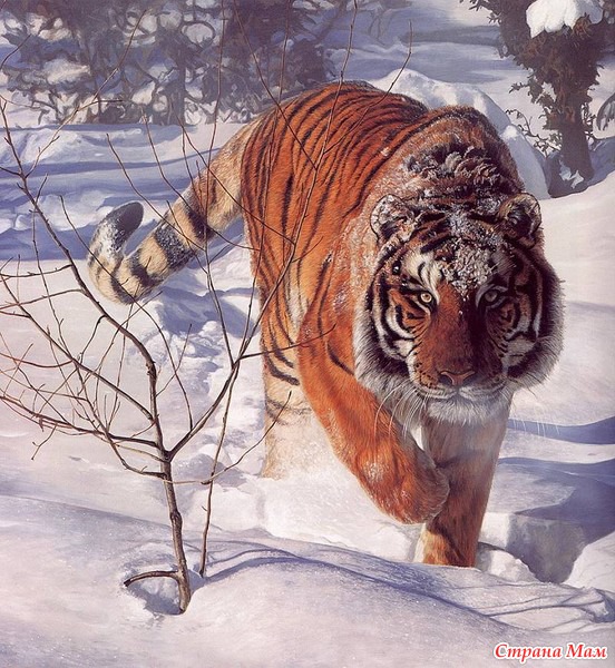Авочки)))