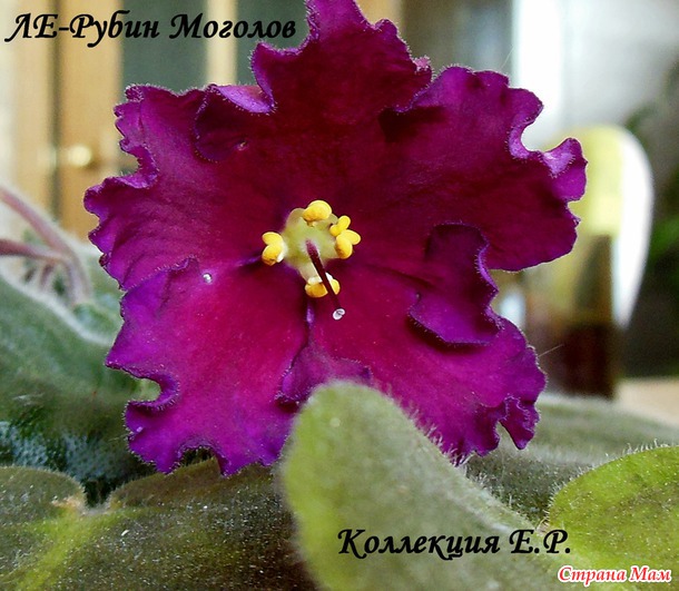 Узамбарские фиалки Часть 3 Селекция Е. Коршуновой и Е. Лебецкой.