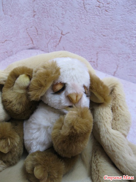 Мишутка Коала