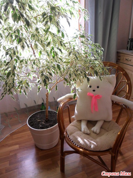 Коты бывают разные...