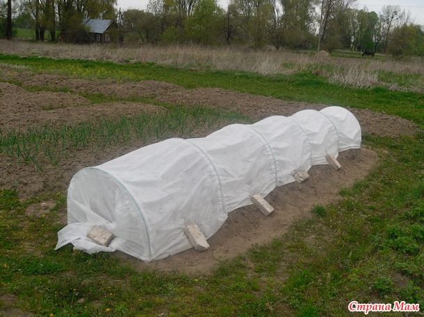 Самодельная теплица и другие огородные эксперименты