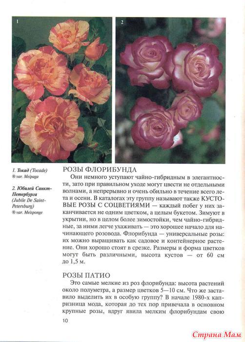 Роза фото и описание и уход