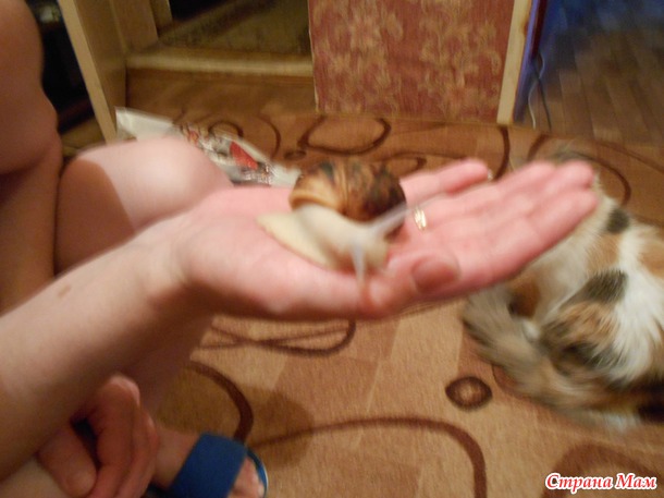 Новый житель