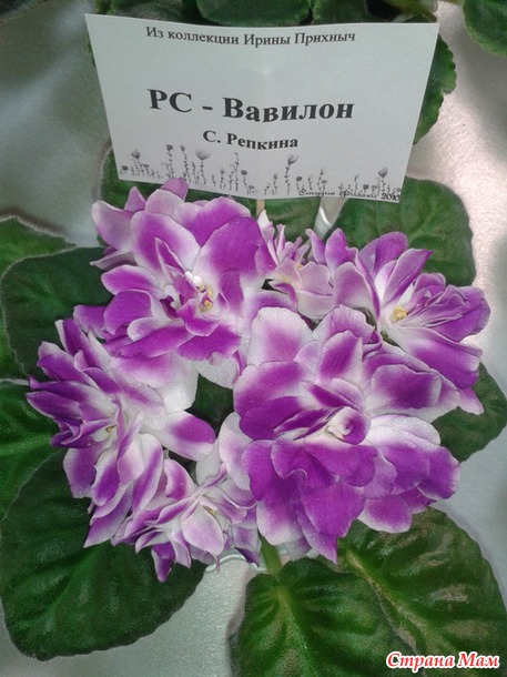 Выставка фиалок в Киеве. Фоторепортаж