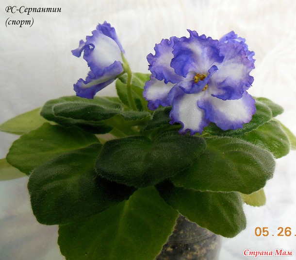 Розеточки фиалок ищут хозяев.