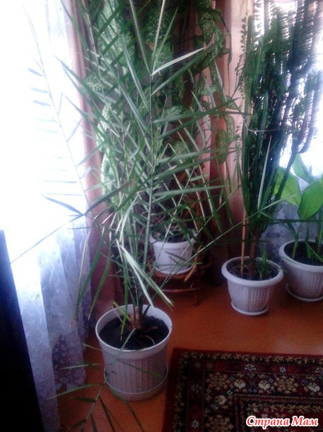 Райские кущи...