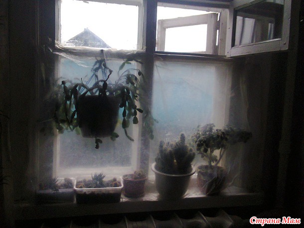 Зимний отдых моих цветочков.