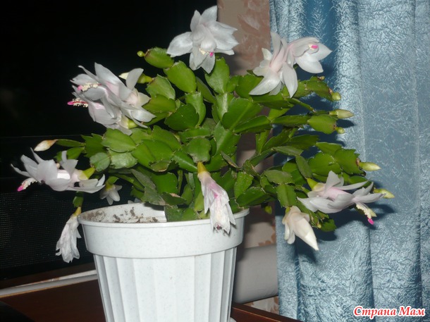Мои любимые цветочки :) Надеюсь и Вам понравятся :)