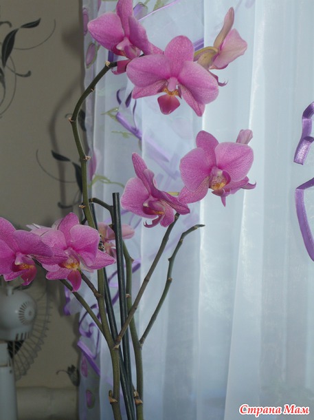 Мои любимые цветочки :) Надеюсь и Вам понравятся :)