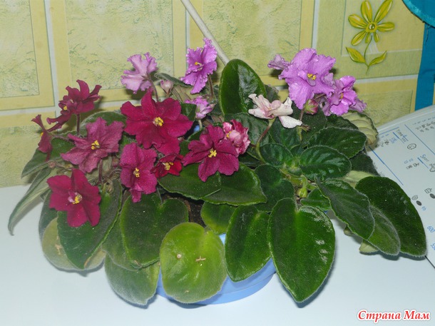 Мои любимые цветочки :) Надеюсь и Вам понравятся :)