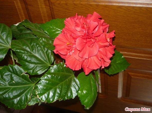 Мои любимые цветочки :) Надеюсь и Вам понравятся :)