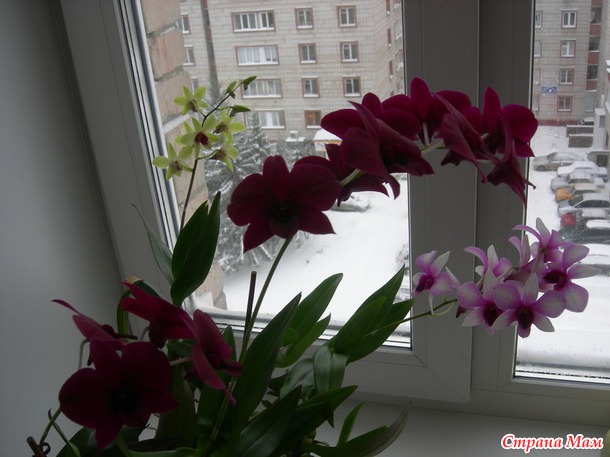 Дождалась цветение своих красавиц